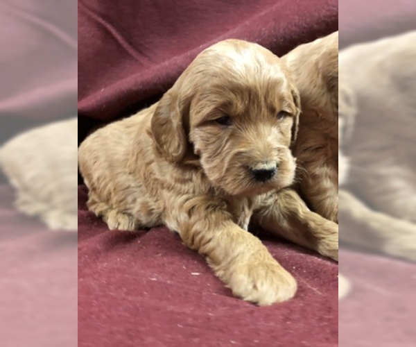 Medium Photo #9 Goldendoodle (Miniature) Puppy For Sale in CONOWINGO, MD, USA