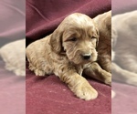 Small Photo #9 Goldendoodle (Miniature) Puppy For Sale in CONOWINGO, MD, USA