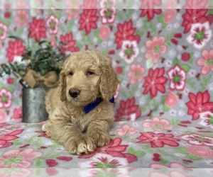 Goldendoodle Puppy for sale in LANCASTER, PA, USA