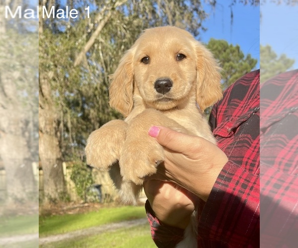 Medium Photo #8 Golden Retriever Puppy For Sale in OCALA, FL, USA