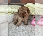 Small Photo #12 Cavapoo-Poodle (Toy) Mix Puppy For Sale in PENSACOLA, FL, USA