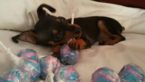 Small Photo #3 Miniature Pinscher Puppy For Sale in BULGER, PA, USA
