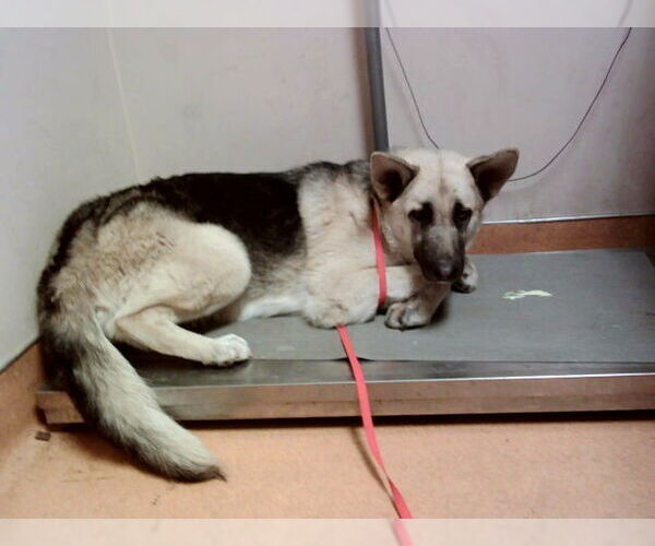 Medium Photo #1 German Shepherd Dog Puppy For Sale in Martinez, CA, USA