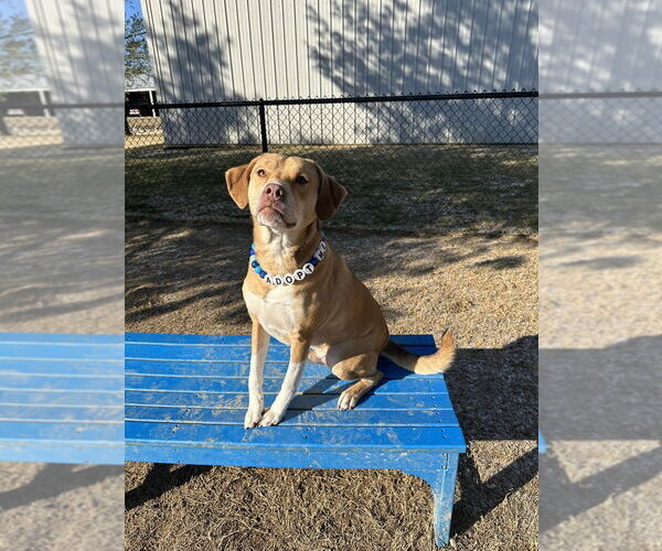 Medium Photo #5 Bogle Puppy For Sale in Evansville, IN, USA