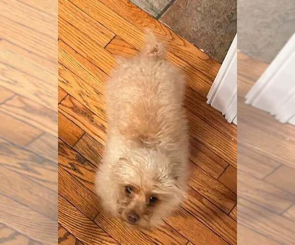 Medium Photo #8 Mutt Puppy For Sale in pomfret, CT, USA