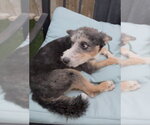 Small Poodle (Miniature) Mix