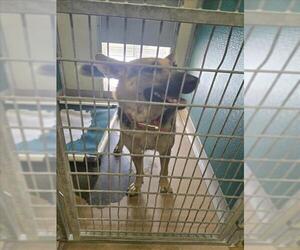 German Shepherd Dog-Unknown Mix Dogs for adoption in Texas City, TX, USA