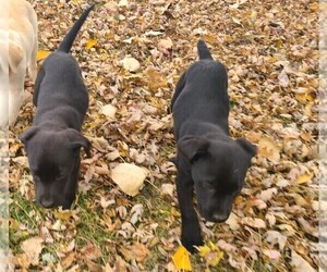 Labrador Retriever Puppy for sale in RICHWOOD, OH, USA