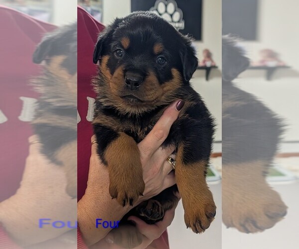Medium Photo #7 Rottweiler Puppy For Sale in CANDIA, NH, USA
