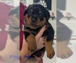 Small #6 Rottweiler