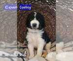 Puppy Cowboy Goldendoodle