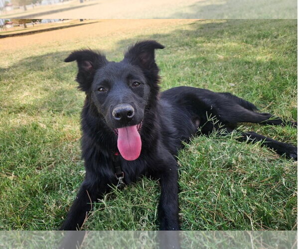 Medium Photo #2 Mutt Puppy For Sale in Grafton, WI, USA