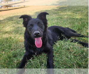 Colby - ADOPTION IN PROCESS - Male Mutt Dog for Adoption - Photo #2