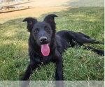 Small Photo #2 Mutt Puppy For Sale in Grafton, WI, USA