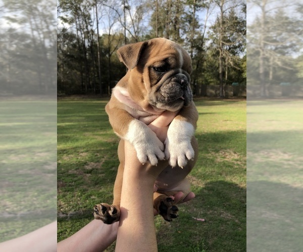 Medium Photo #4 Bulldog Puppy For Sale in MILTON, FL, USA