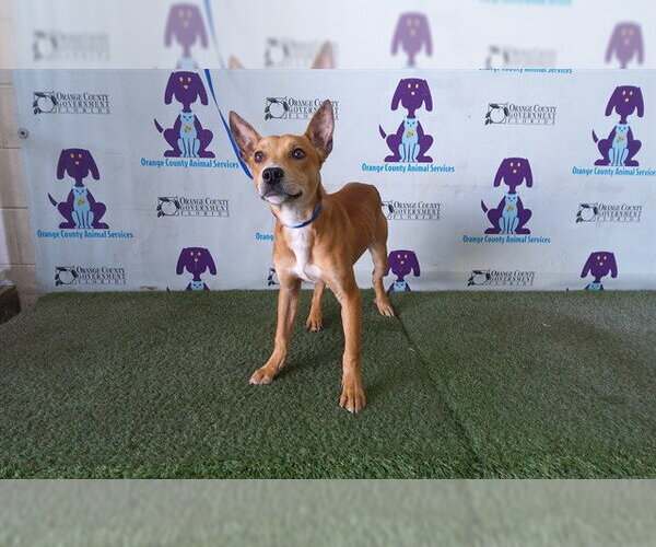 Medium Photo #1 Carolina Dog Puppy For Sale in Orlando, FL, USA