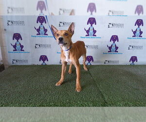 Carolina Dog Dogs for adoption in Orlando, FL, USA
