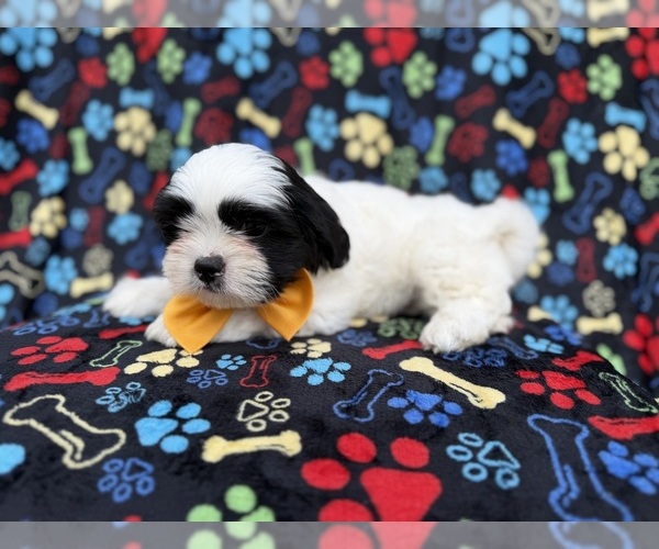 Medium Photo #9 Zuchon Puppy For Sale in LAKELAND, FL, USA