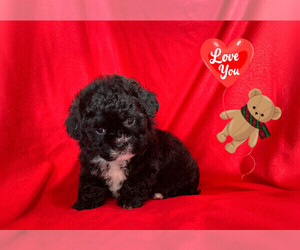 Maltipoo Puppy for sale in SAN FRANCISCO, CA, USA