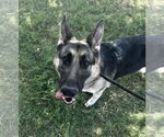 Small German Shepherd Dog Mix