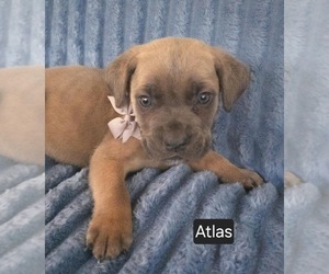 Cane Corso Puppy for sale in MINERAL WELLS, WV, USA