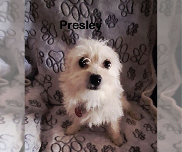 Medium Photo #1 Mutt Puppy For Sale in Colorado Springs, CO, USA