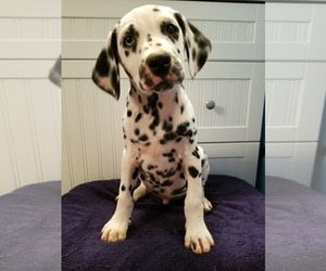 Dalmatian Puppy for sale in SPRING HOPE, NC, USA