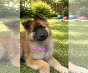 Chow Chow-Unknown Mix Dogs for adoption in Jackson Township, NJ, USA