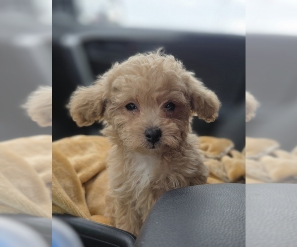 Medium Photo #16 Poodle (Toy) Puppy For Sale in DYERSBURG, TN, USA