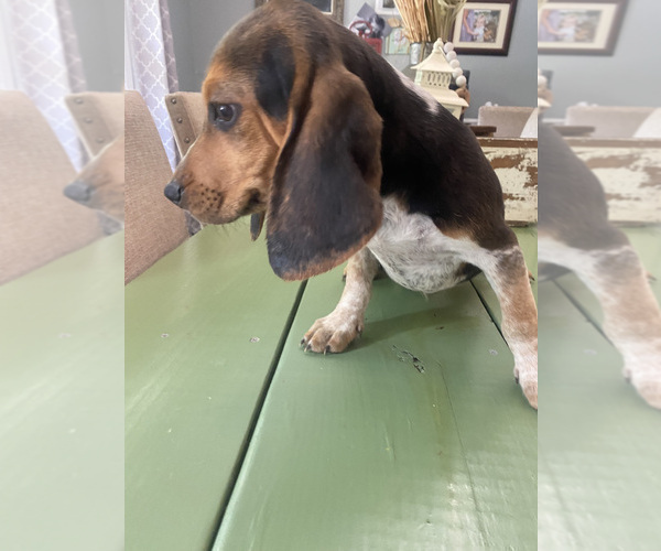Medium Photo #6 Beagle Puppy For Sale in HAZEL GREEN, AL, USA