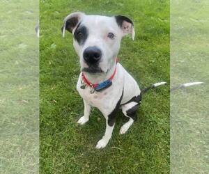 Mutt Dogs for adoption in Catasauqua, PA, USA