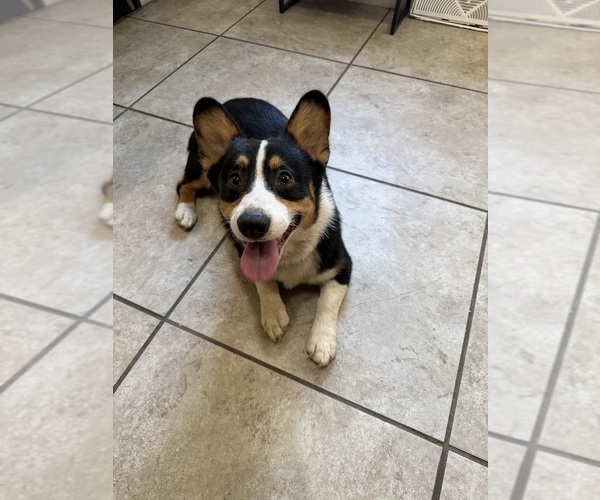 Medium Photo #1 Pembroke Welsh Corgi Puppy For Sale in INDEPENDENCE, MO, USA