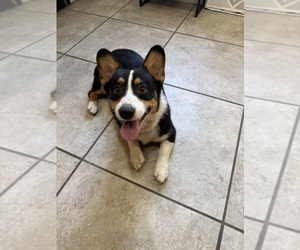Pembroke Welsh Corgi Puppy for sale in INDEPENDENCE, MO, USA