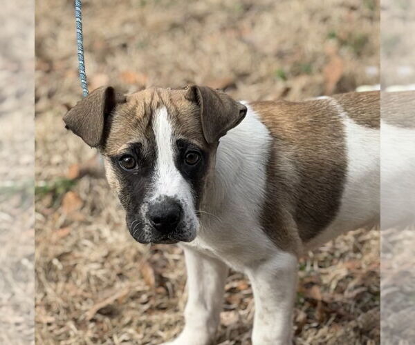 Medium Photo #1 Saint Bernard-Unknown Mix Puppy For Sale in Yardley, PA, USA