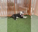 Small Bulldog Mix