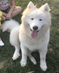 Samoyed Puppy for sale in PORT JEFFERSON STATION, NY, USA