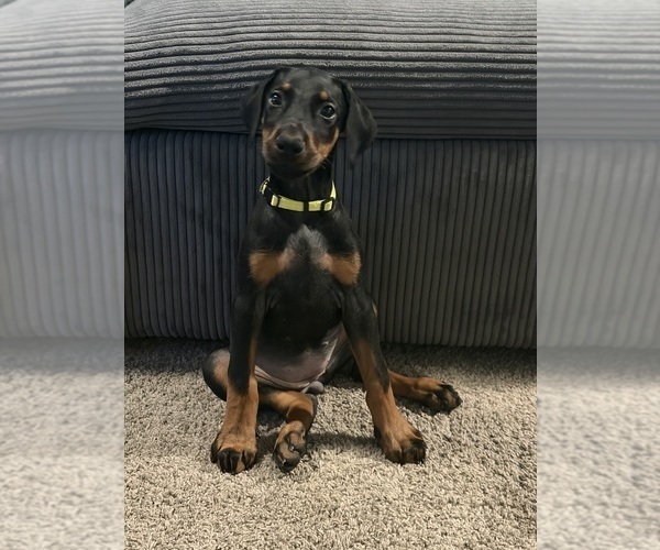 Medium Photo #34 Doberman Pinscher Puppy For Sale in CHEPACHET, RI, USA