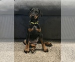 Small #33 Doberman Pinscher