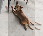 Small #4 Chihuahua