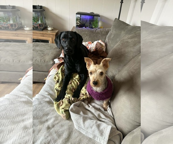 Medium Photo #3 Mutt Puppy For Sale in Stratham, NH, USA