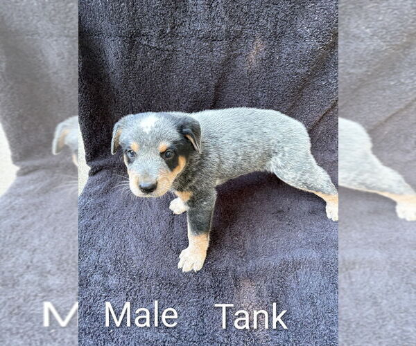 Medium Photo #1 Australian Cattle Dog Puppy For Sale in SANTA YSABEL, CA, USA