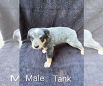 Small Australian Cattle Dog