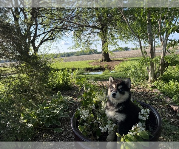 Medium Photo #32 Siberian Husky Puppy For Sale in ALTON, IL, USA