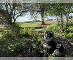 Small Photo #32 Siberian Husky Puppy For Sale in ALTON, IL, USA