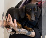 Small #5 Dachshund