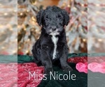 Small Photo #13 Goldendoodle Puppy For Sale in GOLDEN CITY, MO, USA