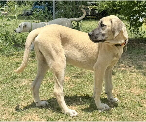 Medium Photo #11 Anatolian Shepherd-Rhodesian Ridgeback Mix Puppy For Sale in Higley, AZ, USA
