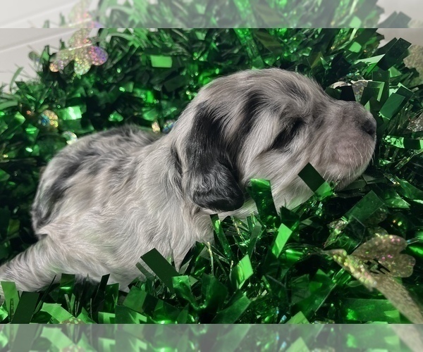 Full screen Photo #4 Miniature Australian Shepherd-Miniature Bernedoodle Mix Puppy For Sale in BLUE SPRINGS, MO, USA