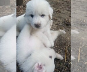 Great Pyrenees Puppy for Sale in MORGANTOWN, West Virginia USA