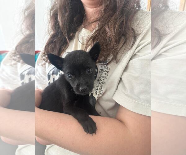 Medium Photo #1 Labrador Retriever-Unknown Mix Puppy For Sale in The Woodlands, TX, USA